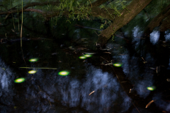 waterlily