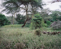 tembo