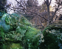 Jadeite